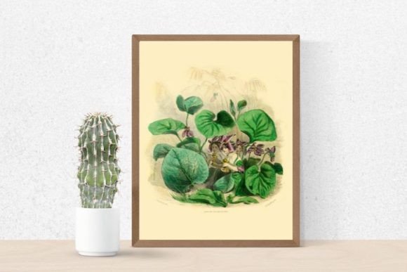 Download Violet Flowers Illustration, Violet - Violet flowers Collection
