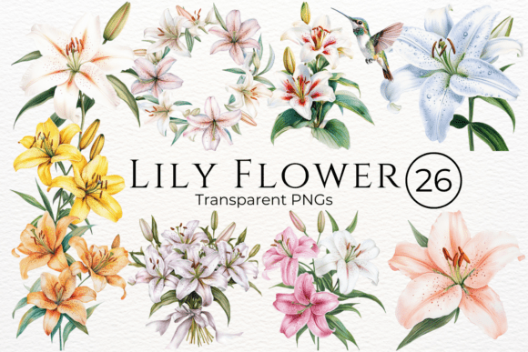 Download Lily Flower Watercolor Cliparts - Lily Collection